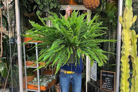 wholesale nursery sf bay area